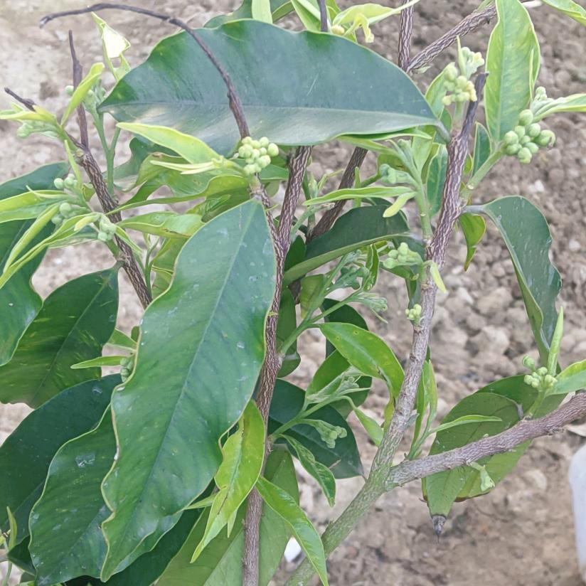 温家 (挖机出租)