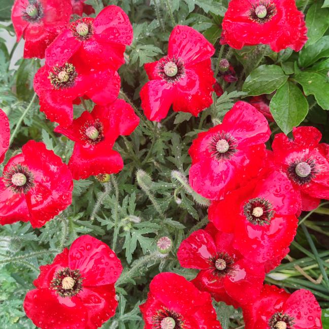 星茹奶奶《六三年》