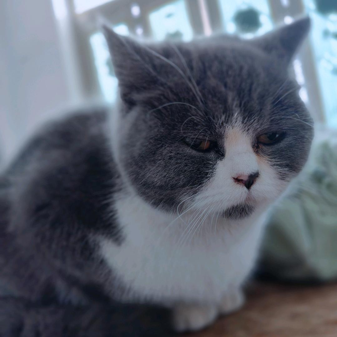 招财猫猫