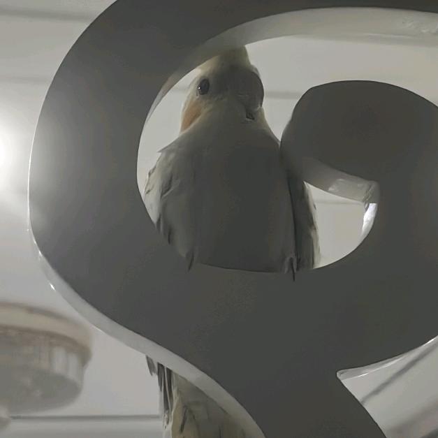 小学生想发财(寻两鸟)