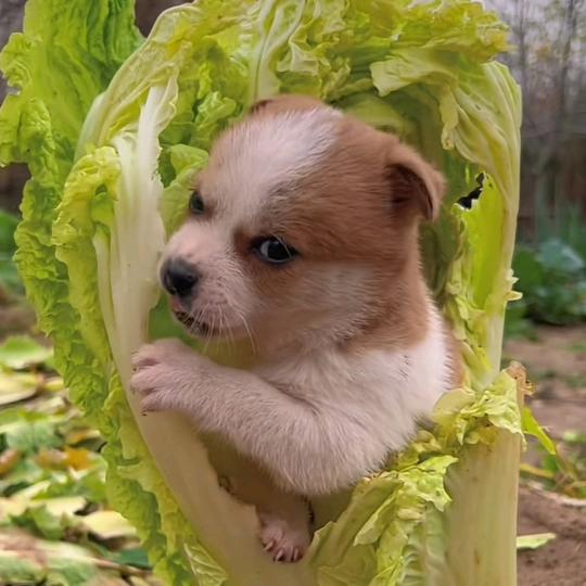 铲子黄艾米