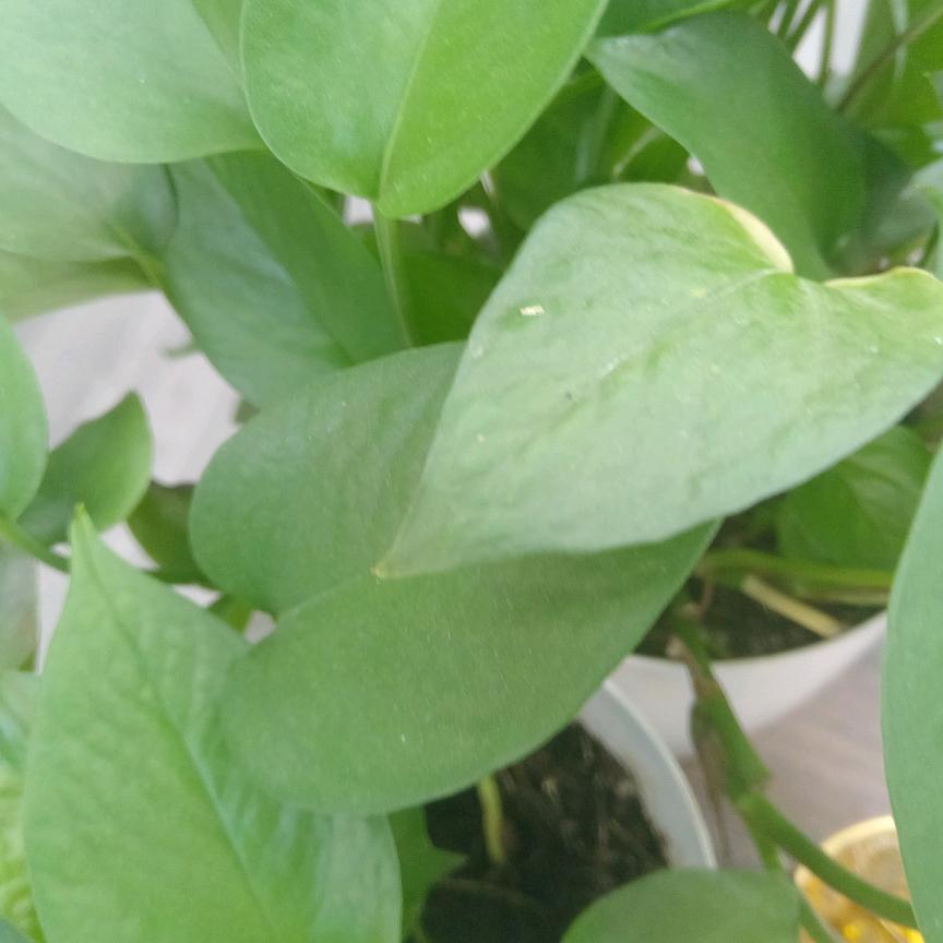 敏贺 富贵花（直播号）