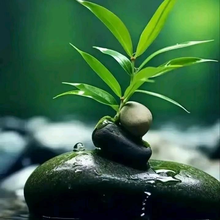 梦浪