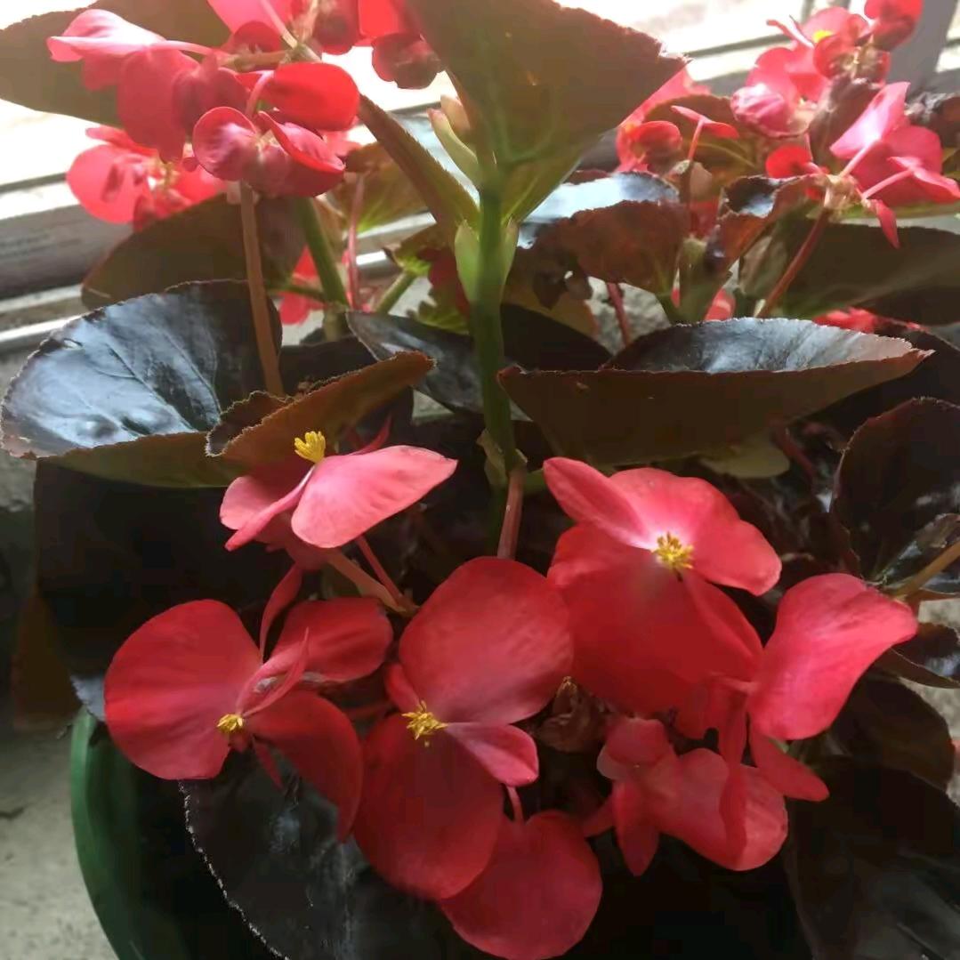 格桑花😘