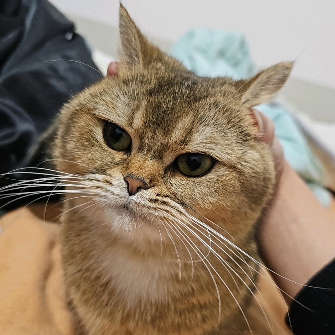 椰子糖