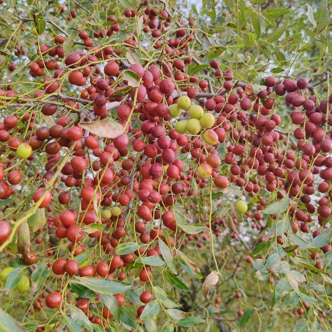 临城酸枣种植基地小王