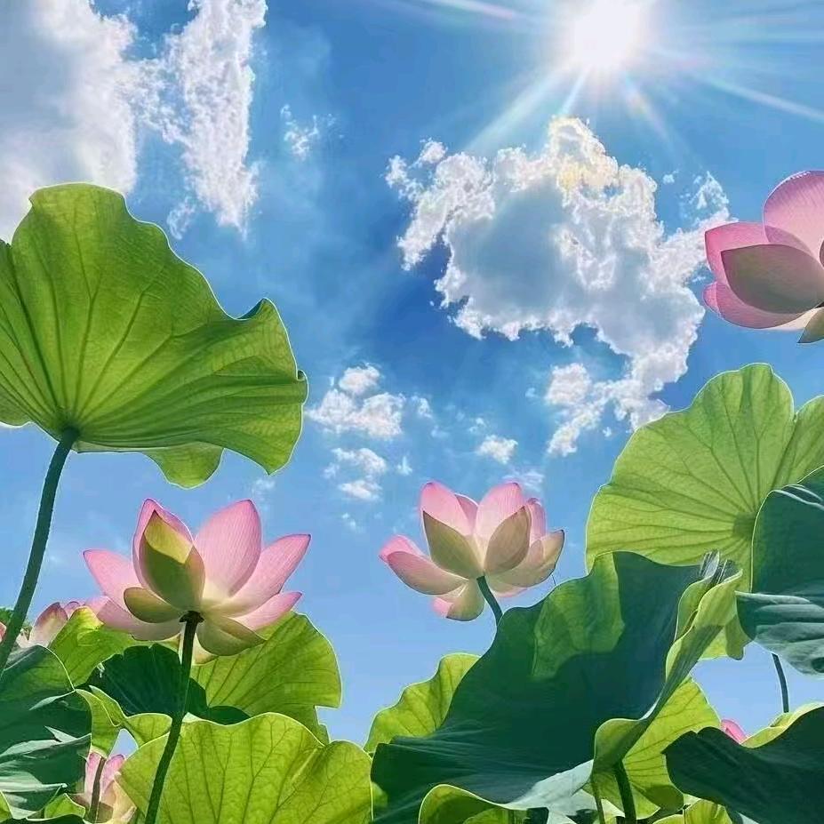 🌸🌸？？🌸🌸