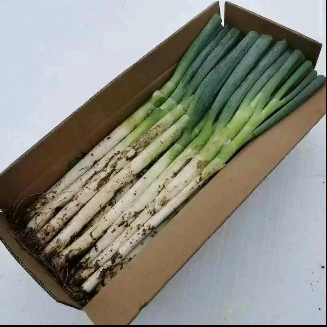 宇森蔬菜合作社