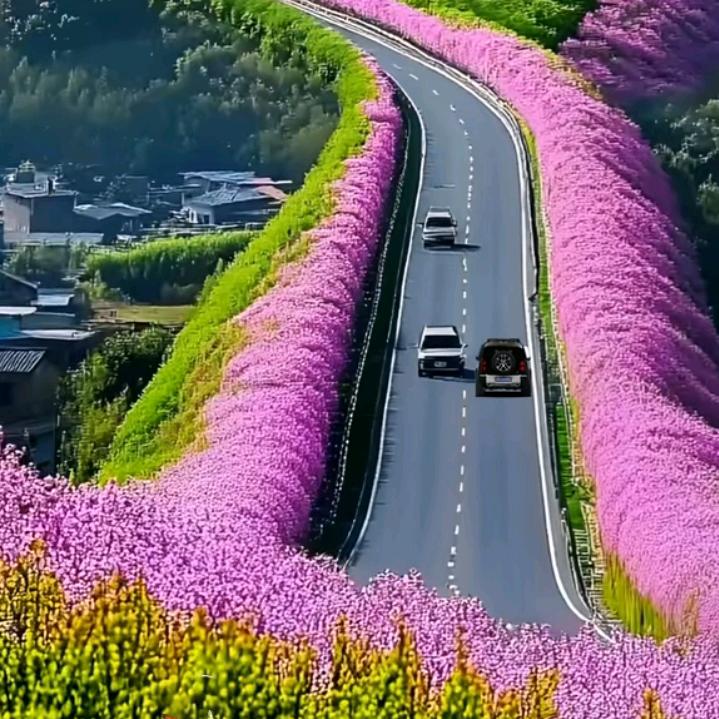 土豆 先生