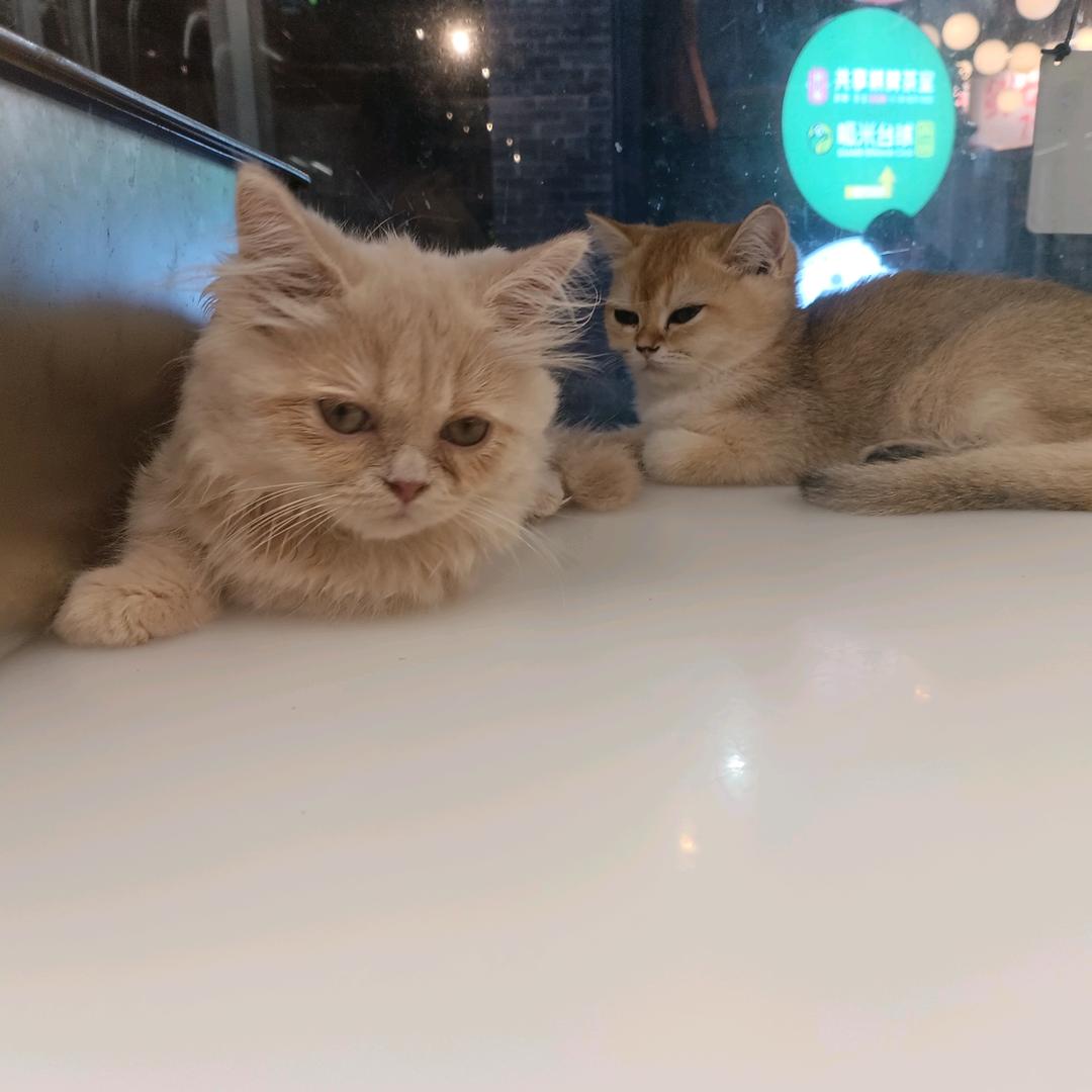 抹茶星冰乐🌀
