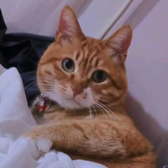 小橘不吃橘子🍊