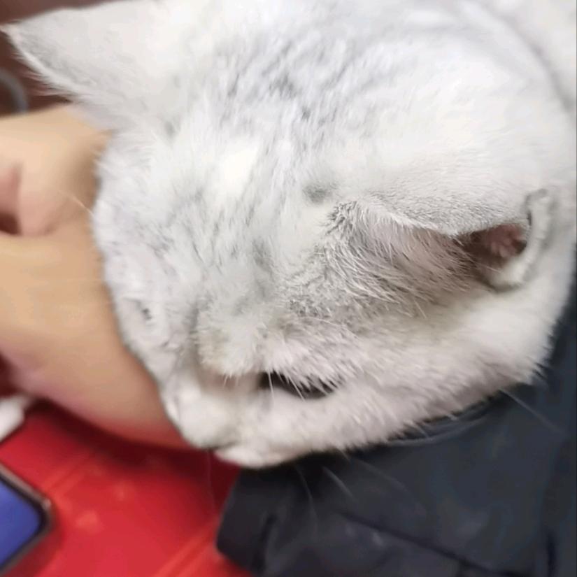 鲁子哥