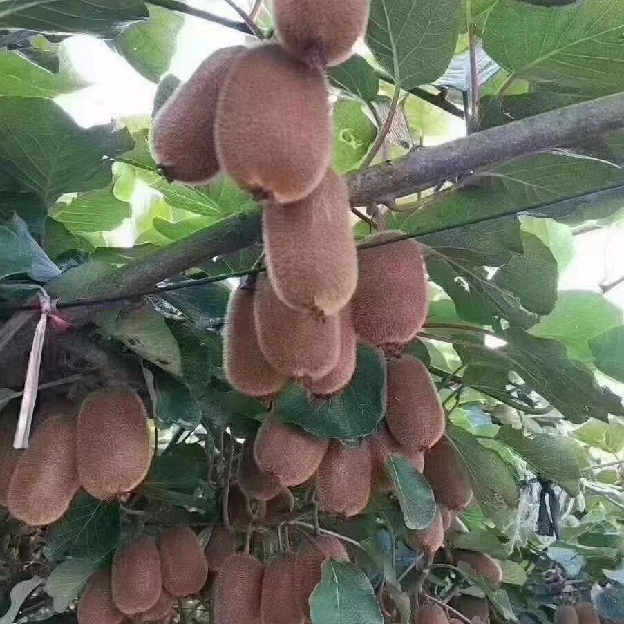 表妹的猕猴桃果园