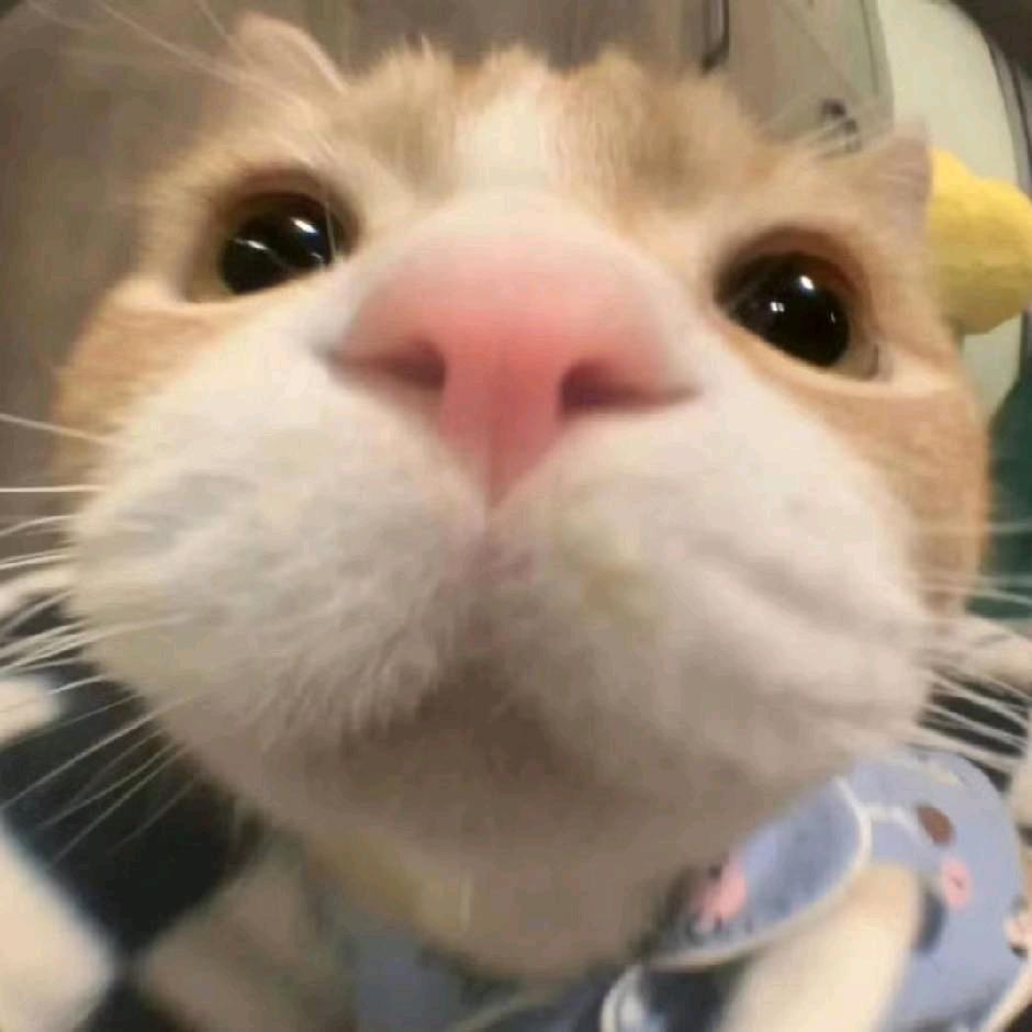 klt头像