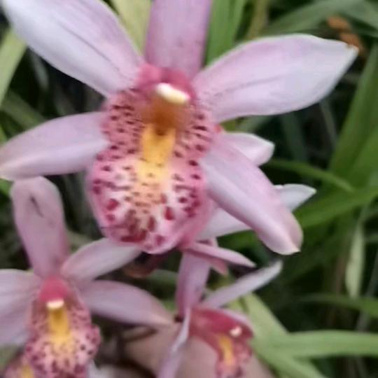 奇艺花草