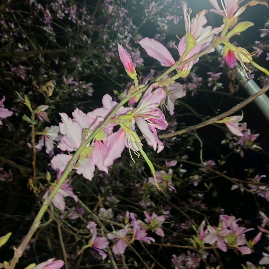🌷林志涵🌷