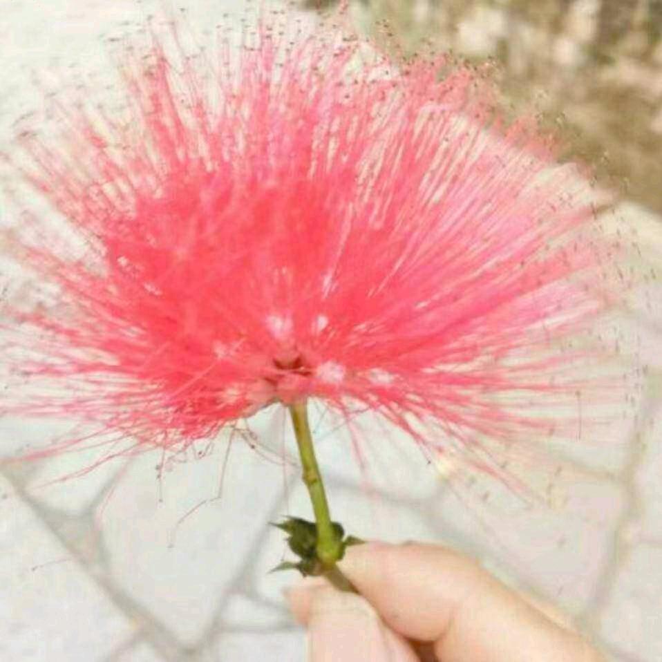 ℥ꦽo⁰快乐的小傻瓜᭄꧔࿐