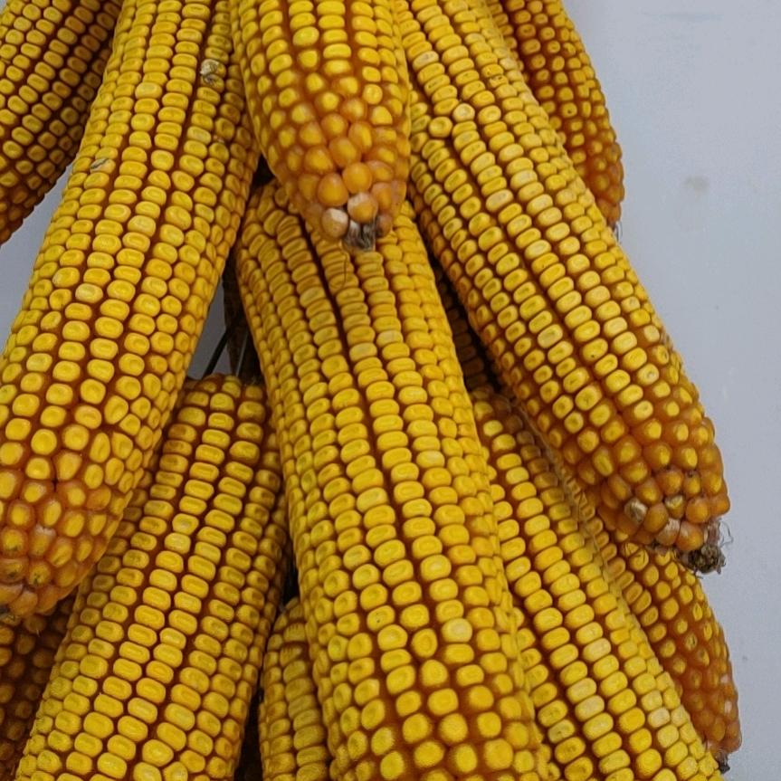 鸿翔种业～小陈