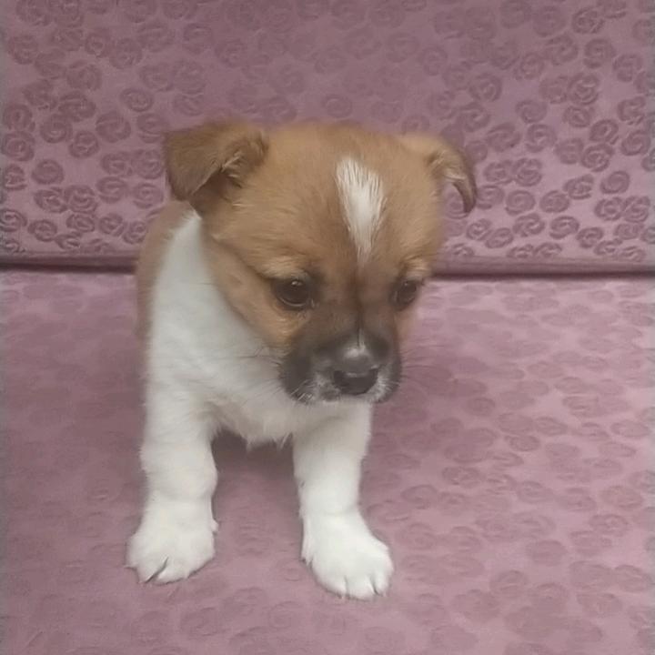 胖😎子