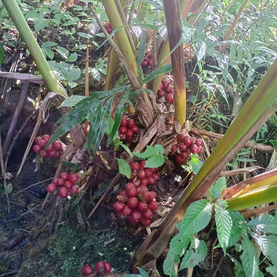 凤雏土特产山货