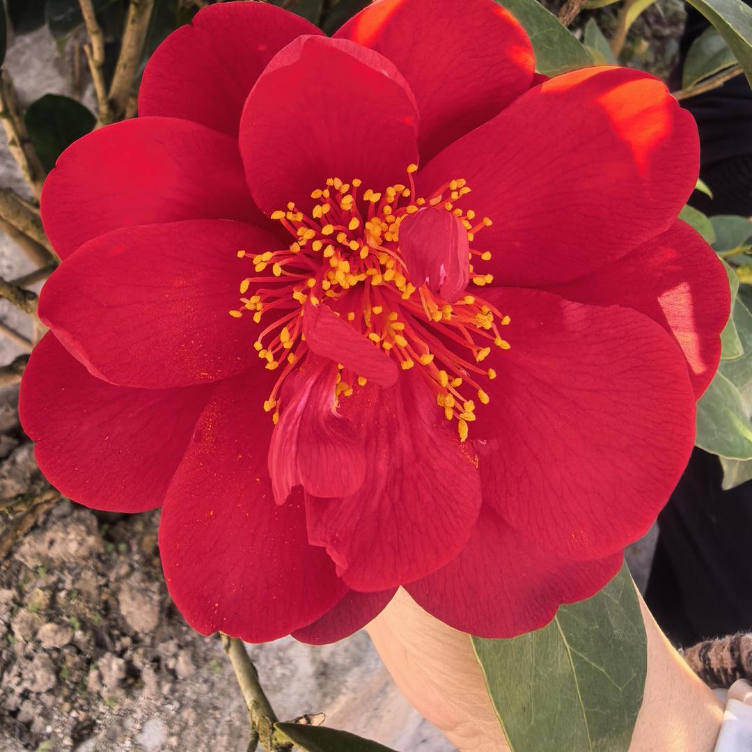 (^.^)陌巷繁花(^～^)