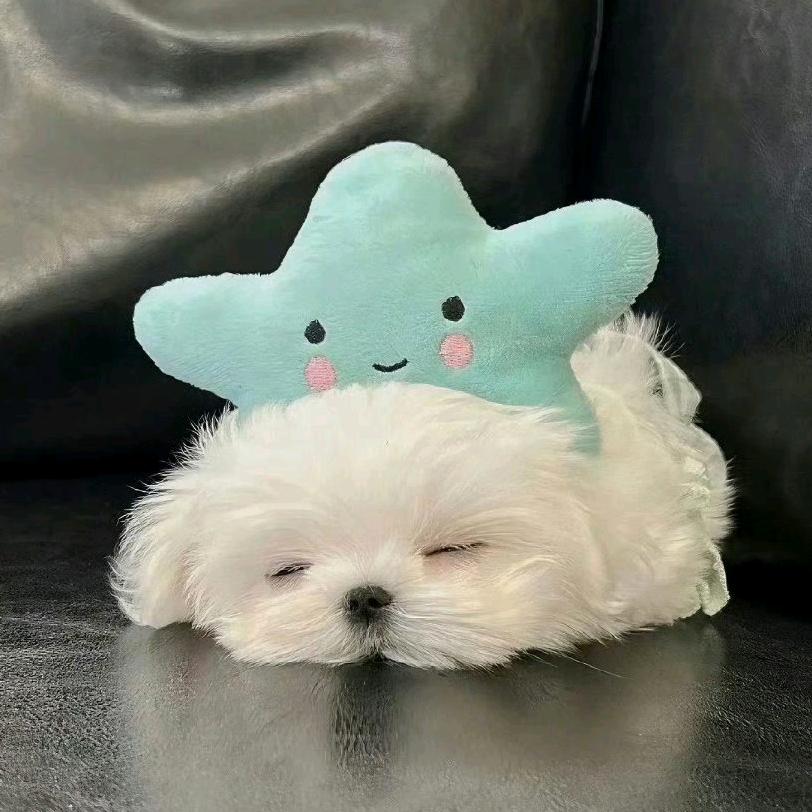 小狗旺旺