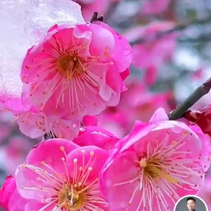腊梅花🌸🌸