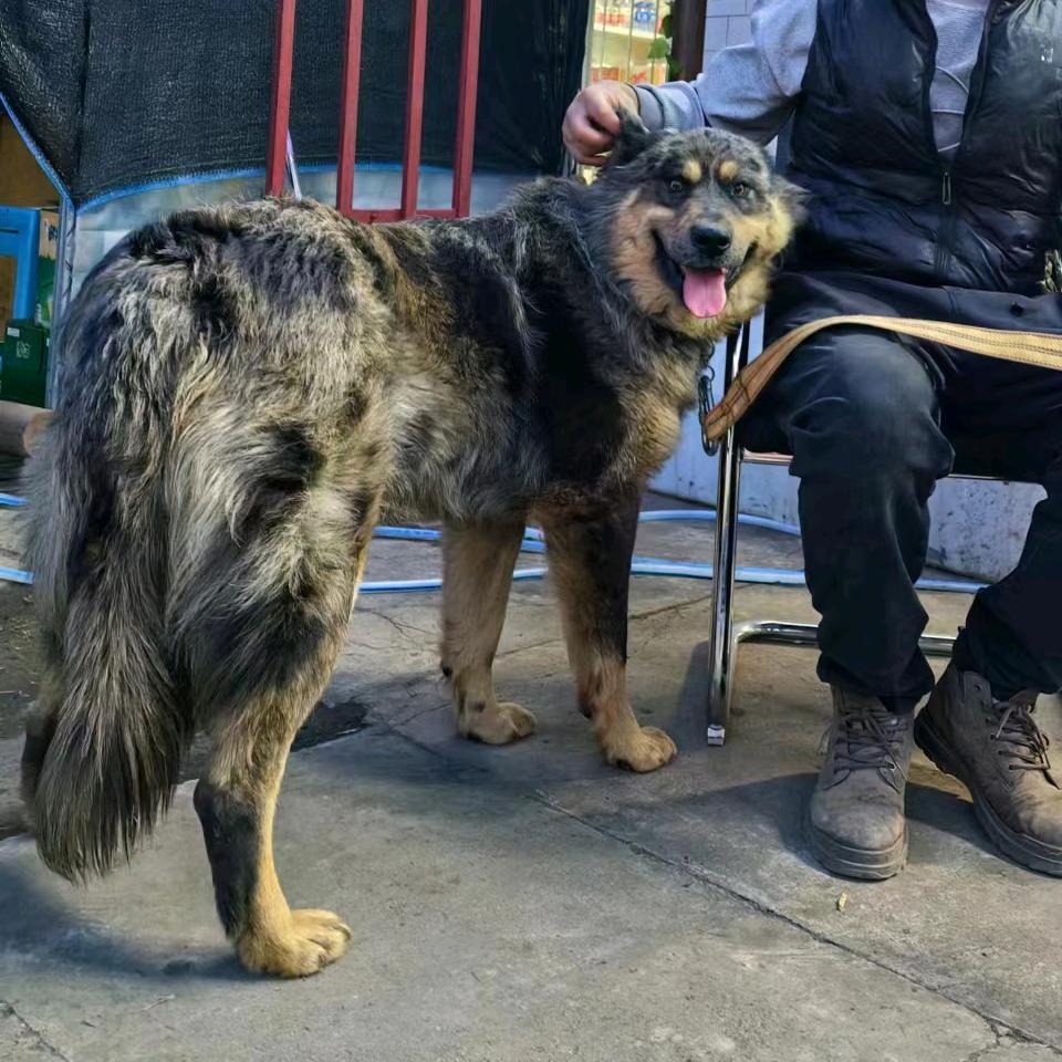 精品笨狗繁育中心