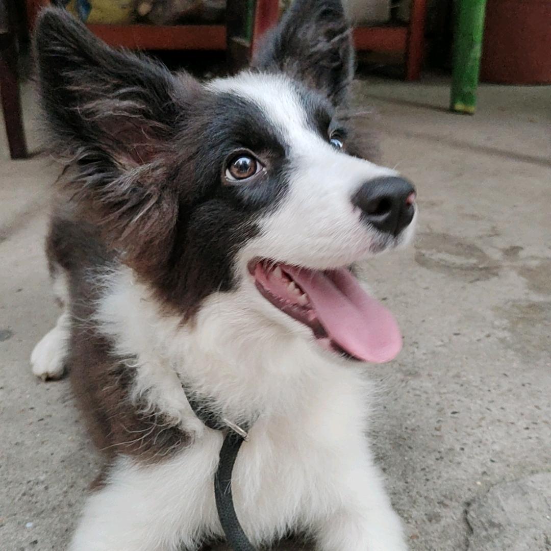 梵高的向日葵🌻🌻