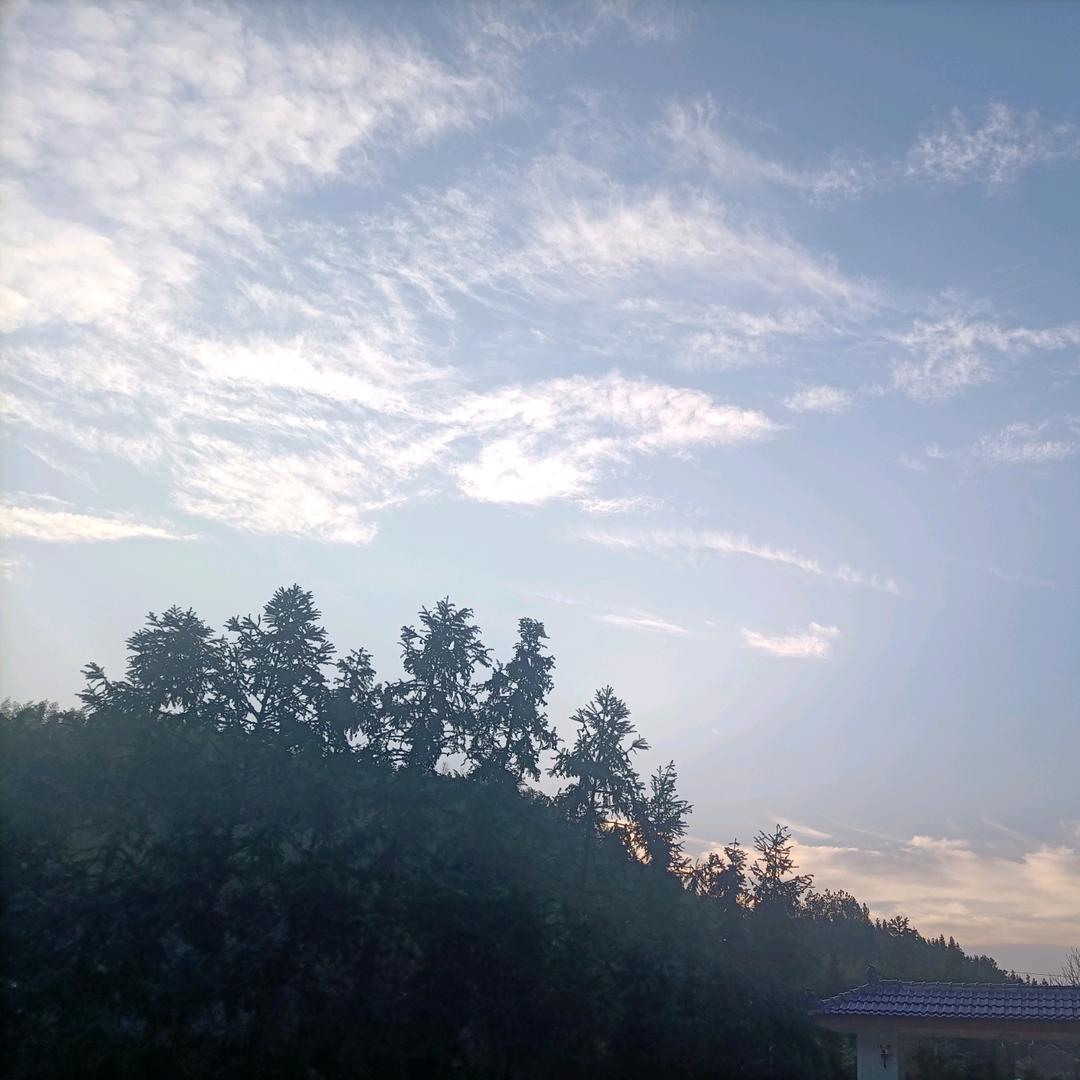 新阳之诚
