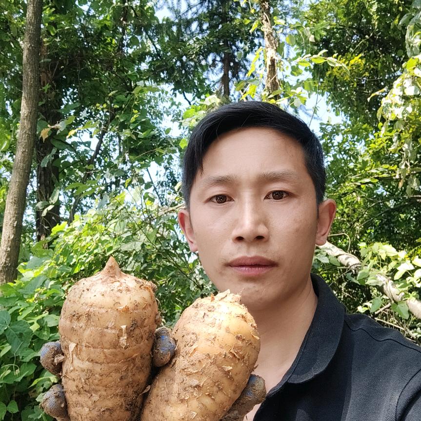 （小草坝天麻小何）