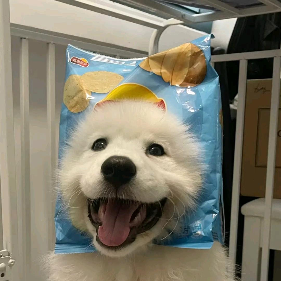 神经小狗