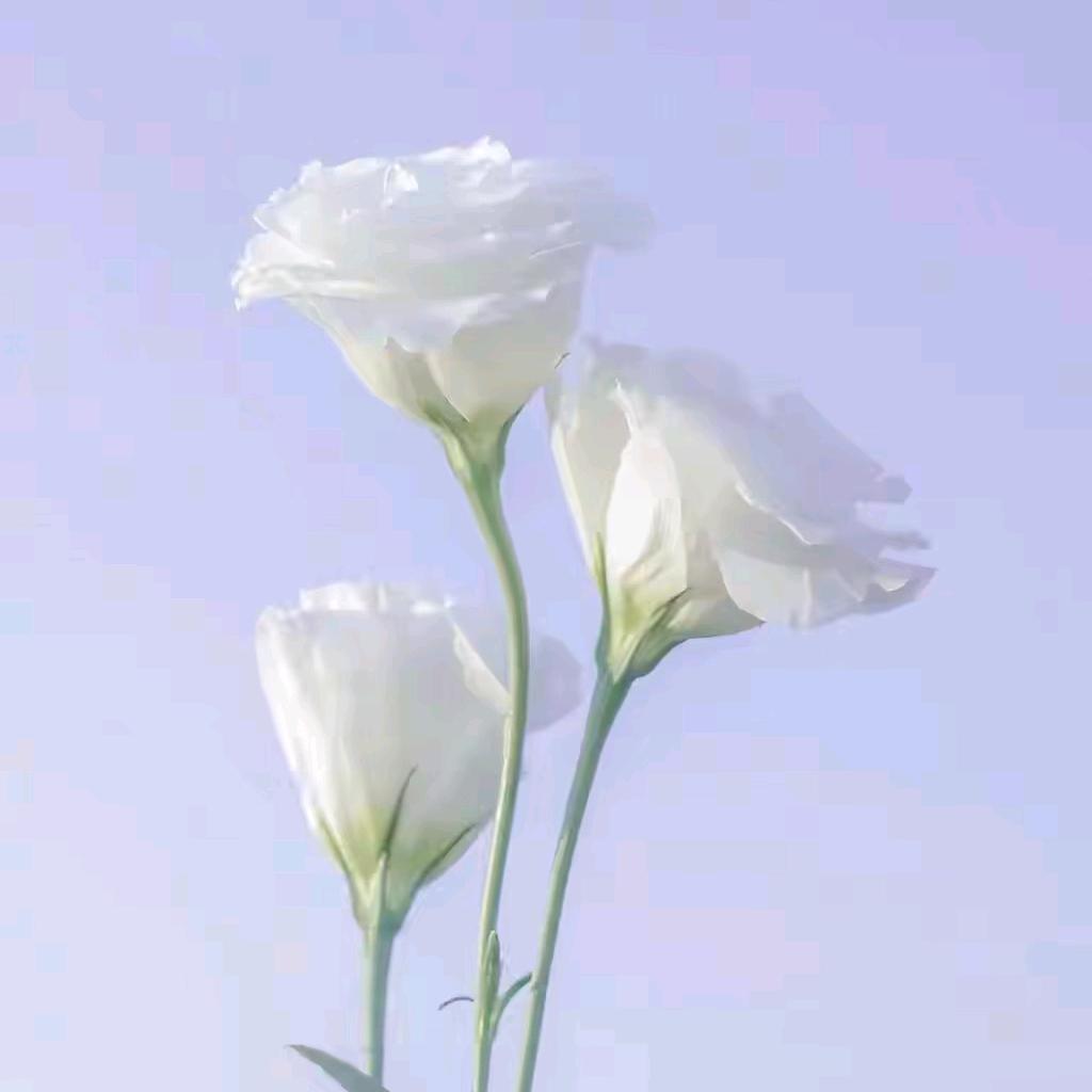 是小席吖@