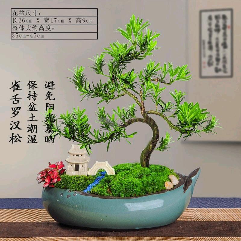 小甘先生