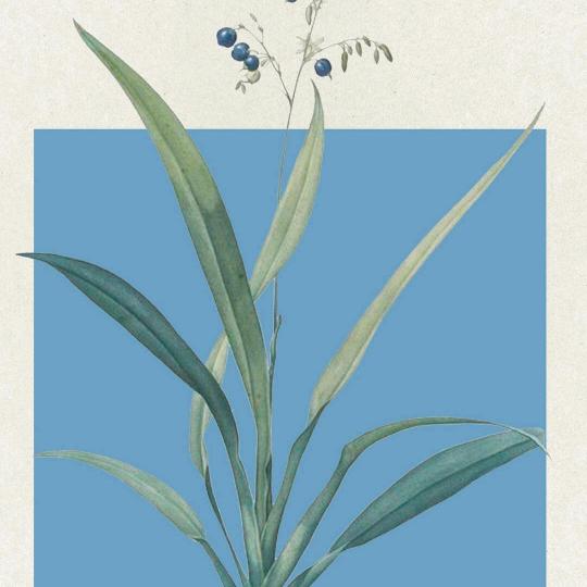 吴美丽