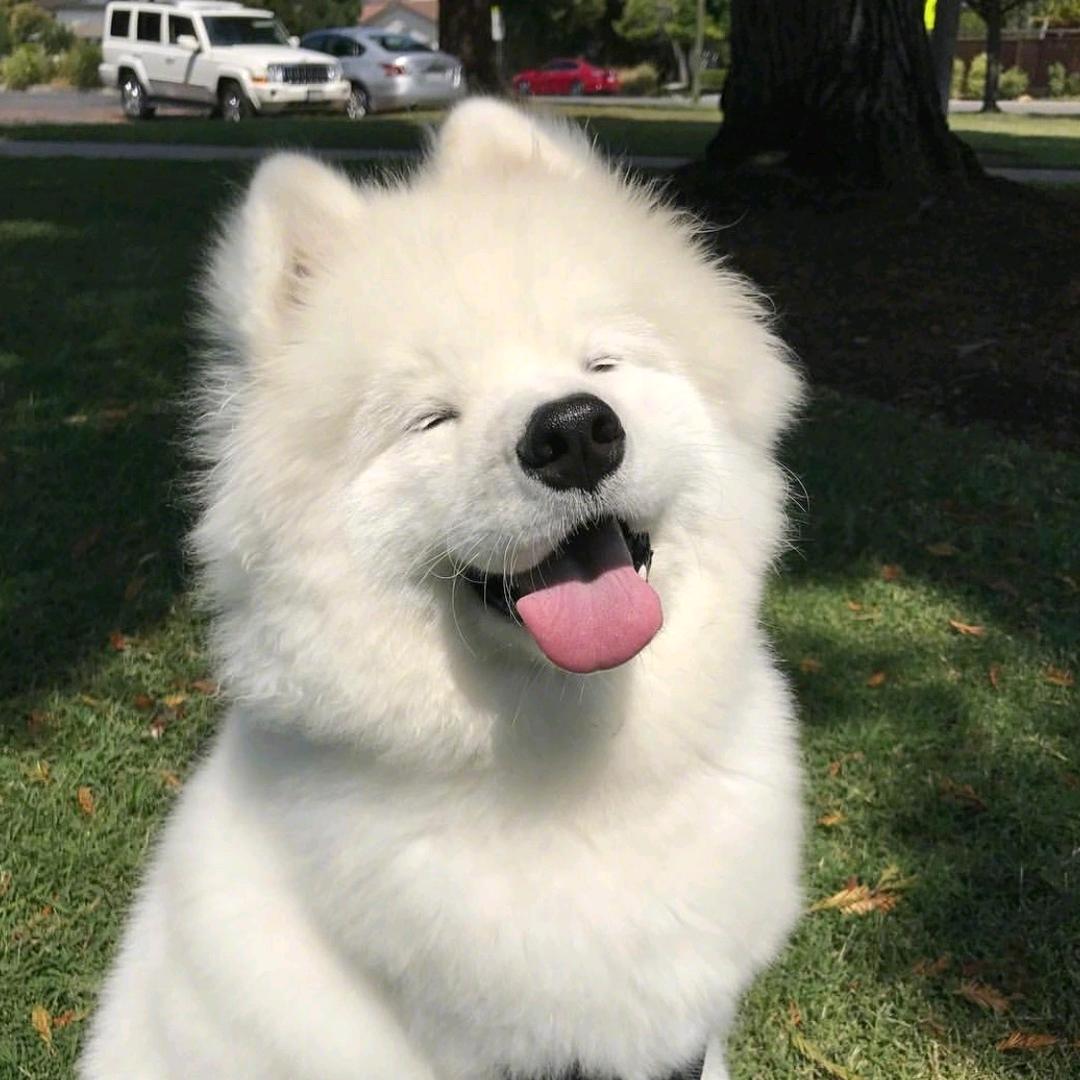 实名制小狗