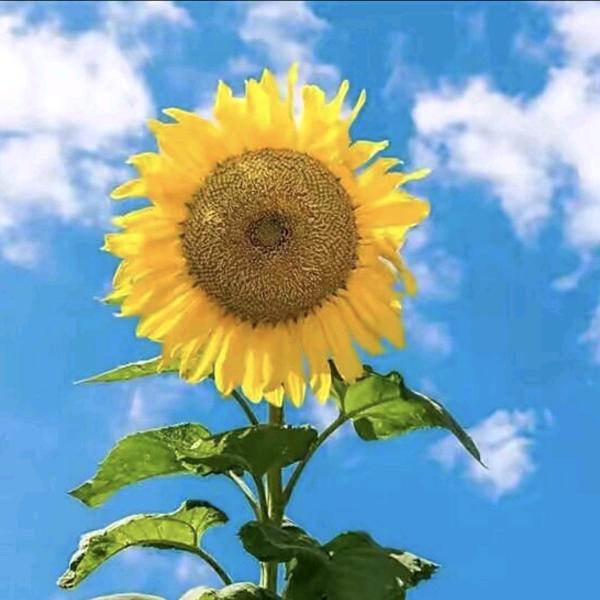 嫣然一笑🌷🌷🌷