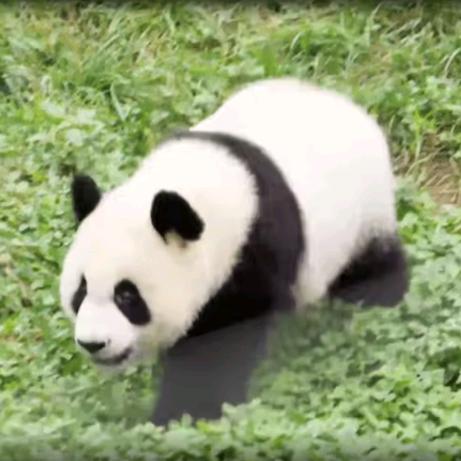 托尼这只是个天外来客