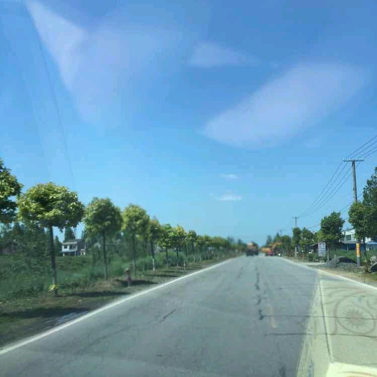 苍🍀井优