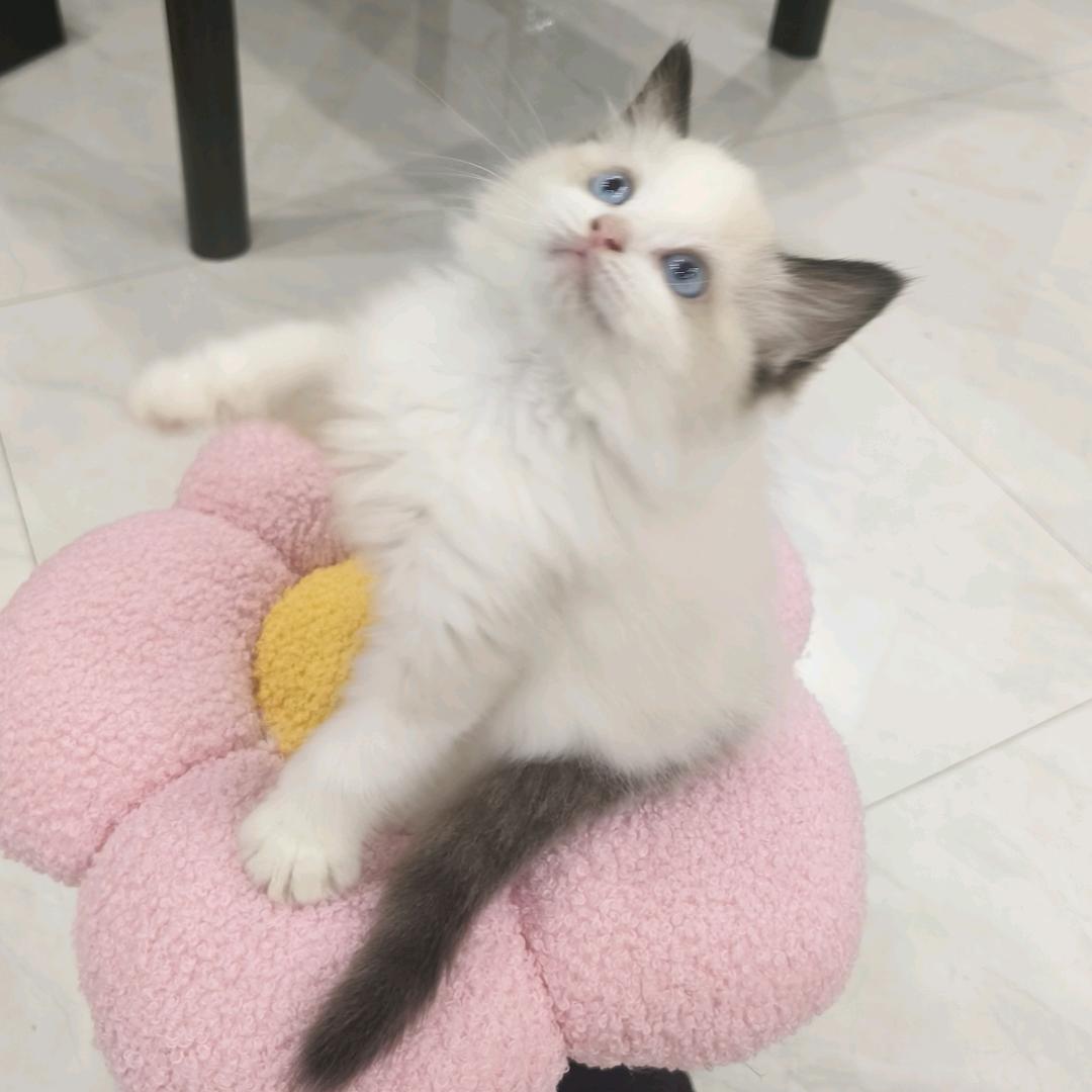 彪彪小宝
