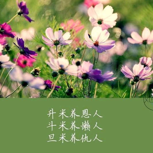 正义之心养牛永不亏