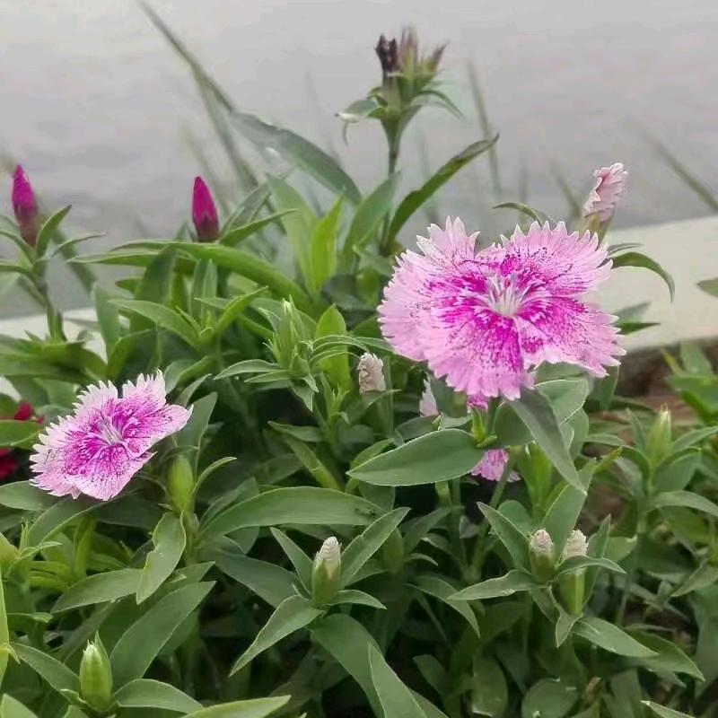 山的那边是海