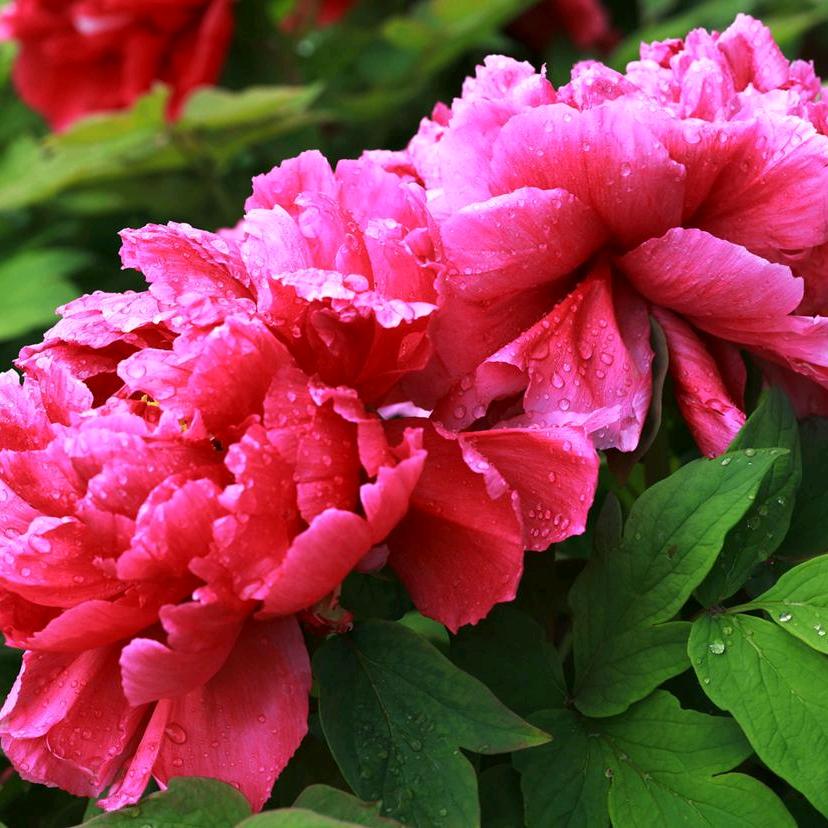 花恋一只蝶