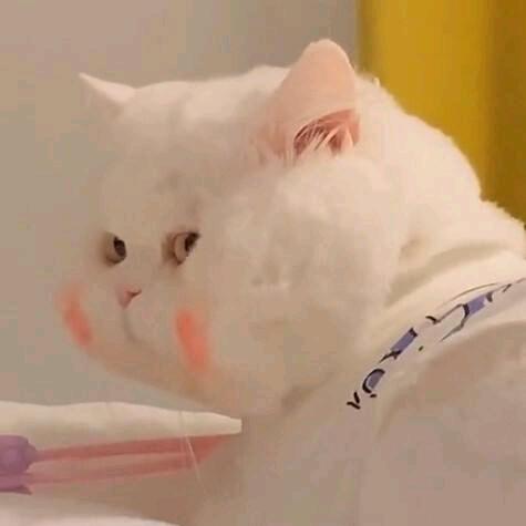 小 乖