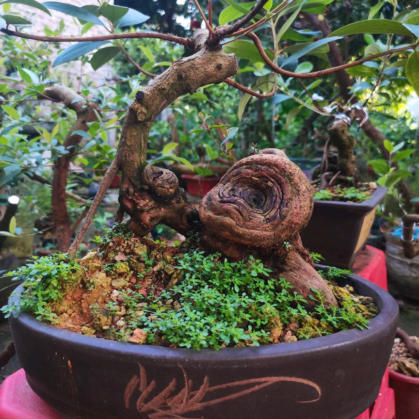 潇洒传说