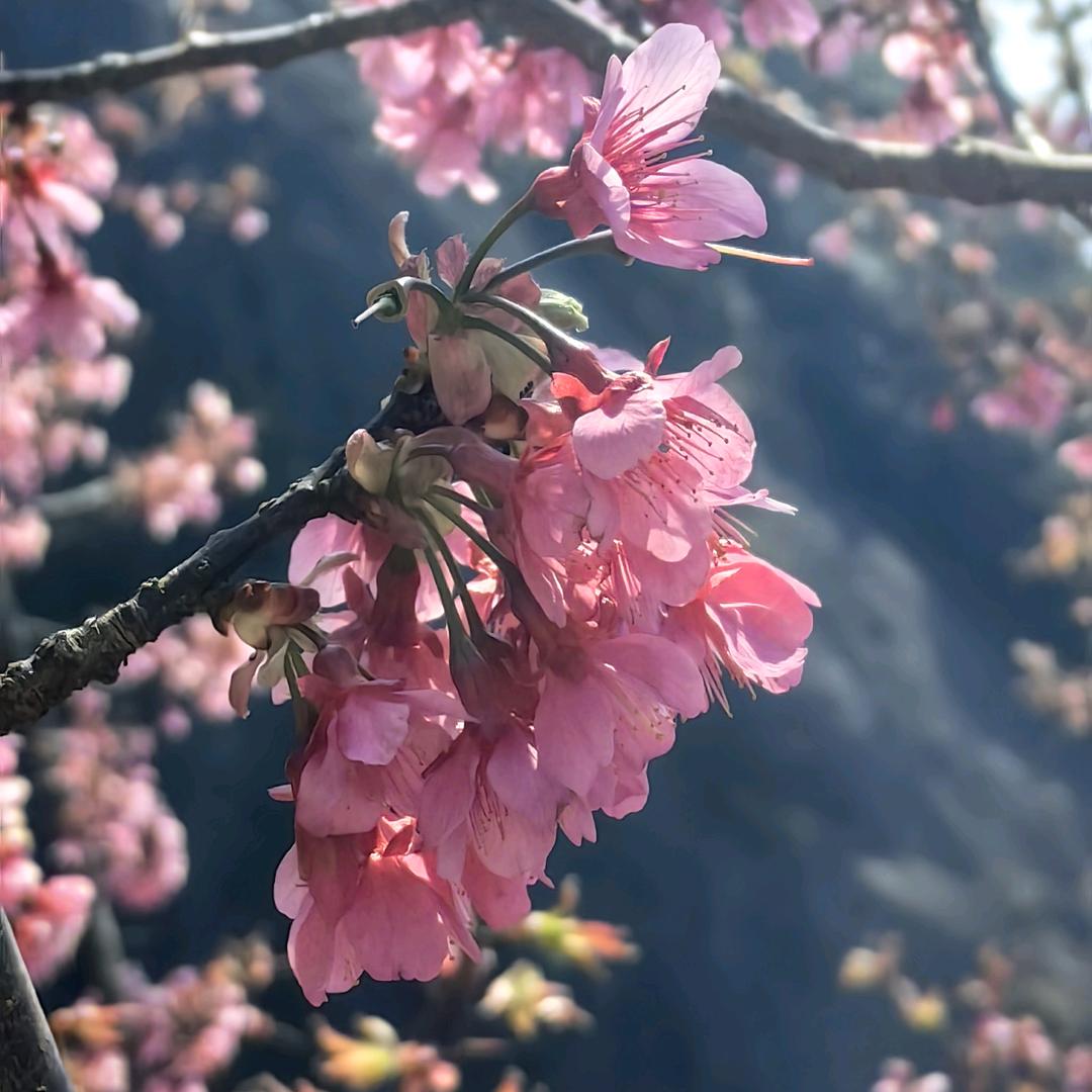 @冰冰头像