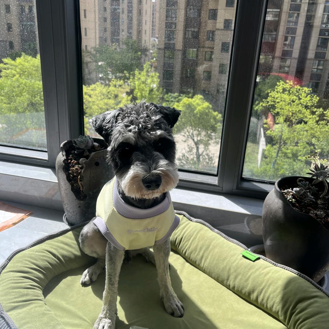 家有宠🐶
