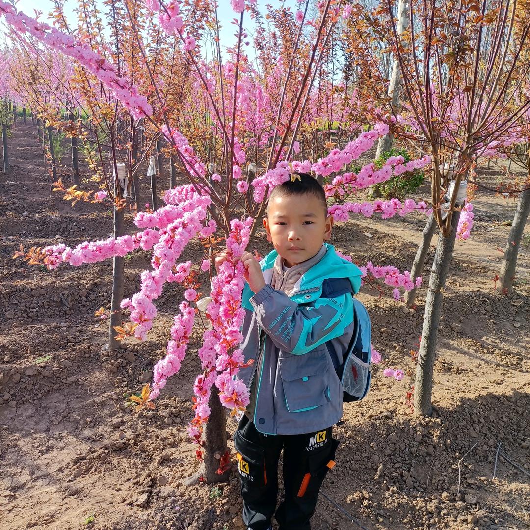 红高粱