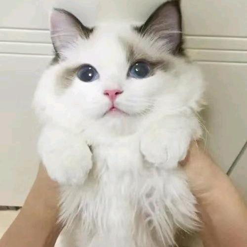 喵喵℡
