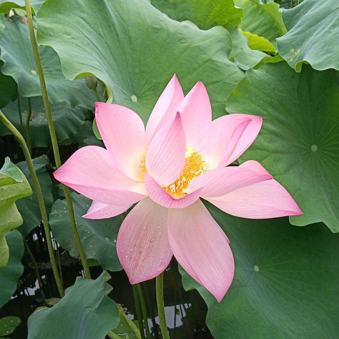 🌹幸运相随ꦿ᭄࿐